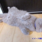 ”猫おでん”あり〼。