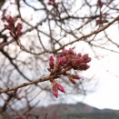 わに塚の桜 3/20 開花情報  祝開花宣言