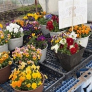 恵庭市のやしき花園さんで買ったお花と野菜の苗