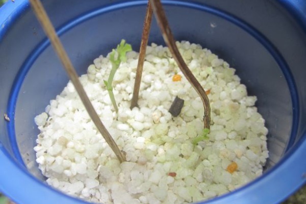 となりのにわ 青とんぼ