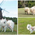 シェビーズのブログ