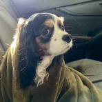 黄昏時の落としもの