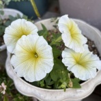 薔薇の香りに誘われて