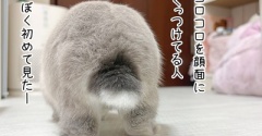 うさぎのルリ(9/13追記)