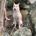 椿ちゃん　エアコンよりお外が好き