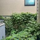 やっかいな植物