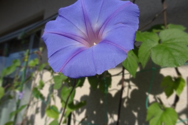 ベランダのお花達 琉球朝顔