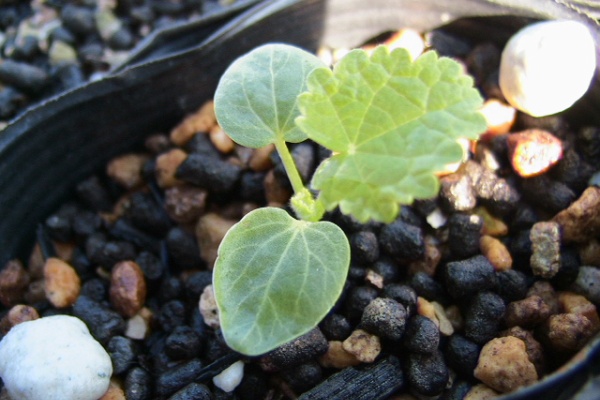 お庭を花いっぱいに ホリホック