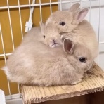 うのくらし