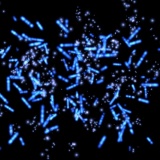 【画像】日本人さん、生物学的に白人より劣っていることが判明・・・