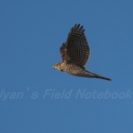 UYANのフィールドノート