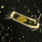 4億年前の史上2番目の大量絶滅、原因は有毒金属とする新説…化石から予想の100倍超の奇形が見つかる