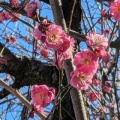 梅林公園の梅