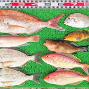 2026年4月22日　釣果