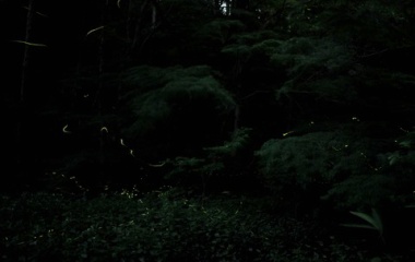 『投稿：横浜のゲンジボタルとヘイケボタル　2024/06/30』の画像