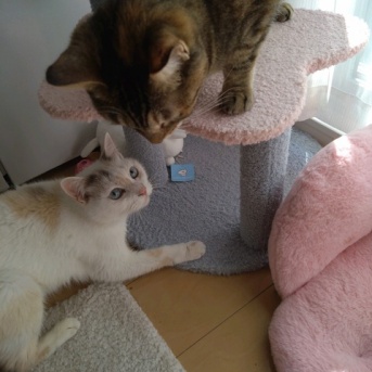 実物のﾈｺﾁｬﾝたちセカンド334