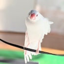 今日の文鳥