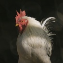 【速報】ローラ、究極の食育へ。お肉を食べないからこそ「絞める」経験が必要な理由がこちら・・・