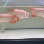 アジアアロワナ専門店《神龍》