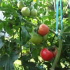 『トマトが腐って収穫できないのは暑さのせい？それとも・・・』の画像