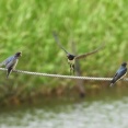2026年6月23日の野鳥公園