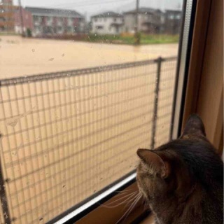 ねこさま王国