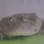 迷カエルコハウス🐸