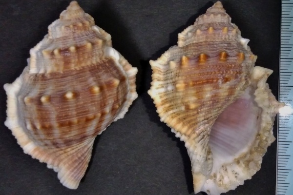 玄界灘、響灘の打ち上げ貝保管庫 - 巻貝