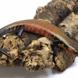 『【新入荷】ロイヤルバタフライ、シジミマブヤ、ファイアスキンクなど...』の画像