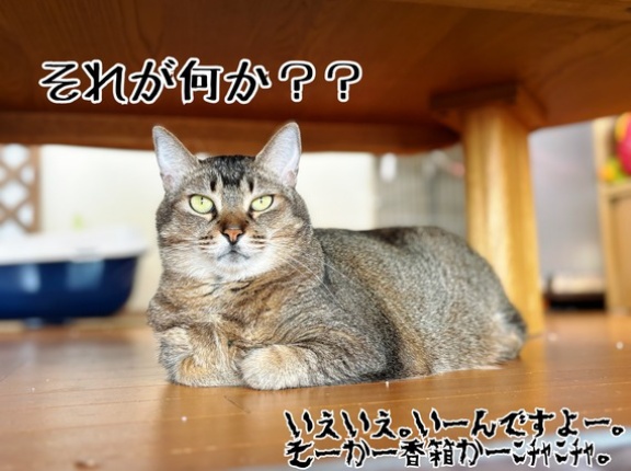 香箱春乃