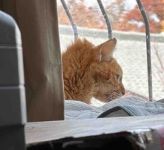 「アニ」のこと　20251206