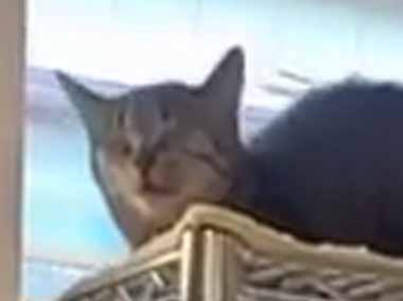 ネコ好きはその道を通ってはいけない。立ち止まって時間を忘れて眺めてしまう！ → 通り沿いの猫カフェはこんな様子です…