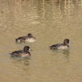 渡良瀬遊水地で探鳥してきました-2026-01-17
