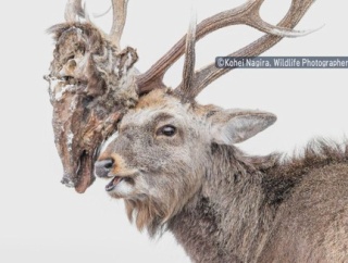 エゾジカ「どうだ怖いだろう？」雄のエゾジカが倒した別の鹿のミライ化した頭部を角にひっかけ闊歩