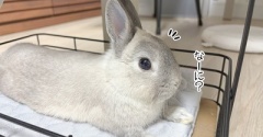 うさぎのルリ(6/15追記)