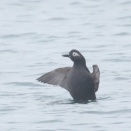 ケイマフリのパタパタ Spectacled Guillemot