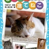 【朗報】捨て猫ちゃん、やさしい女性に無事保護される　