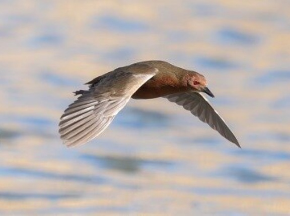 2026年1月23日の野鳥公園