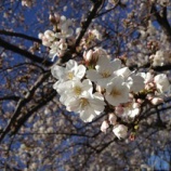 『春ですね』の画像