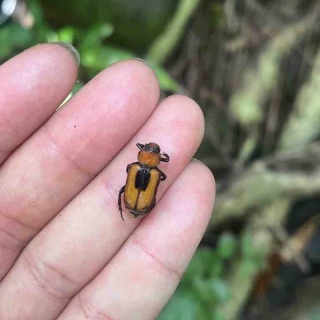 ばいおの採集日記