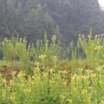 松之山温泉山の森のホテル　ふくずみ