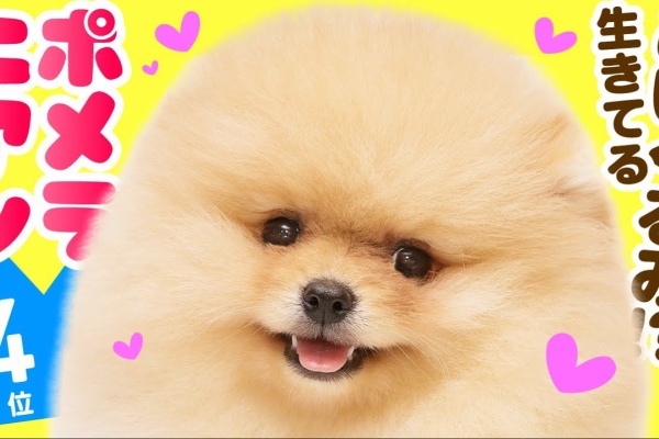 ペット動画まとめch かわいい ペット動画まとめch かわいい
