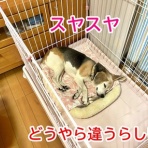 ガオだらけな日々　