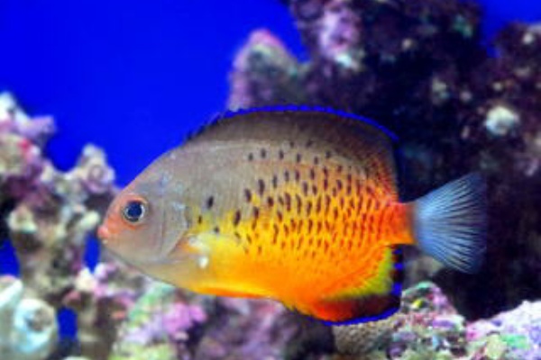 ヤッコ様　 ③ 熱帯魚と海水魚図鑑 - キンチャクダイ（ヤッコ）の仲間（海水魚）