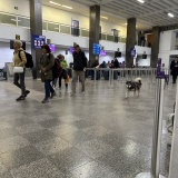 海外空港の野良犬とドタバタ劇。