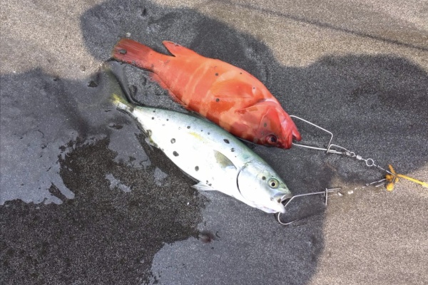 Tokyo Bay Often 刺身