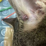 風の動物病院のブログ