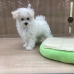 群馬県伊勢崎市　ワンラブ　カインズ伊勢崎店ブログ