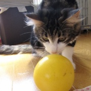 猫の意外な行動、苦手なもので遊ぶ！？