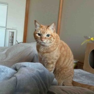 猫が慢性腎臓病ステージ3と言われたのに数値が正常に戻った話【前編】